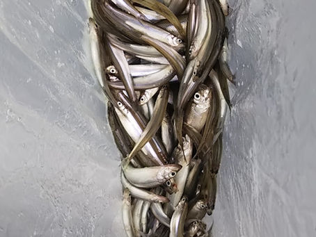 現状竿頭 10:30迄に西ロープ中央233匹