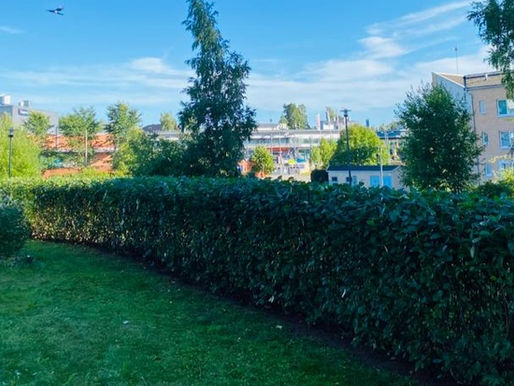 Pensasaidan leikkaus - Tuusula & Kerava & Järvenpää & Vantaa & Helsinki