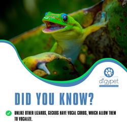 Gecko Tip (social media post)