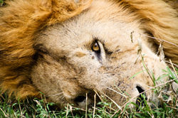 Sleeping Lion