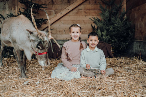 rentier weihnachts minis fotoshooting rentierhof reindeer tannenbaumfeld christmas xmas mini shootings