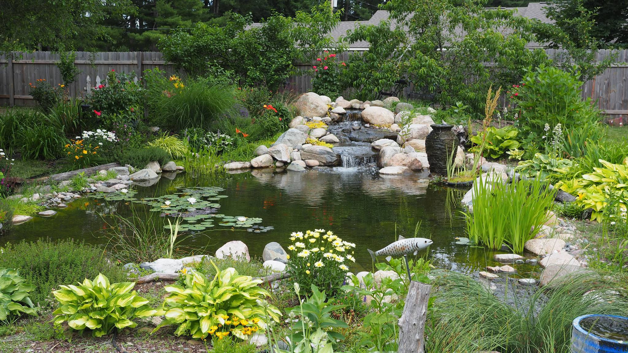 Medium koi ecosystem pond with 16 foot waterfall