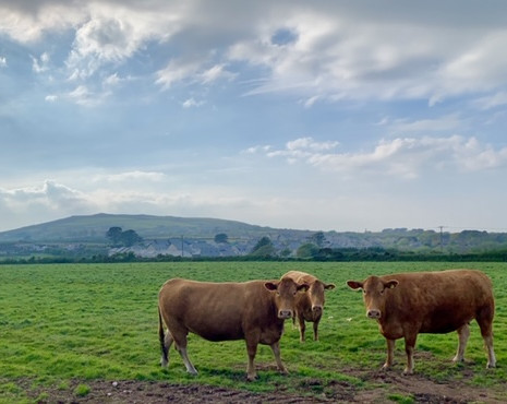 Cattle at Presingoll Farm.jpeg