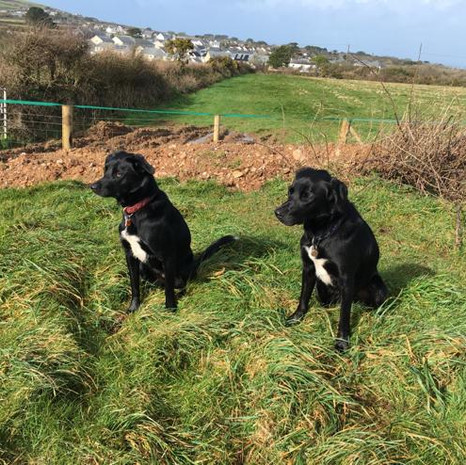 Black Labs .jpeg