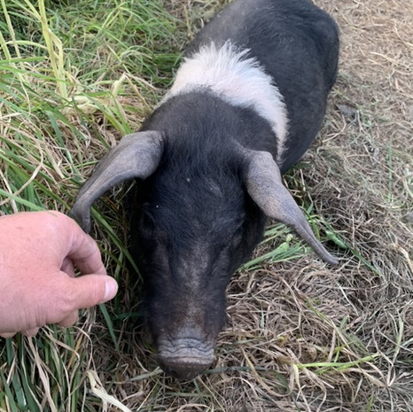 Pig at Presingoll Farm .jpeg