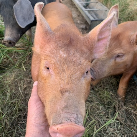 Pigs at Presingoll Farm.jpeg