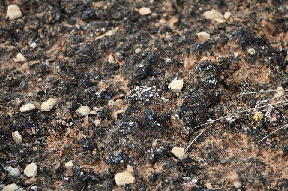 Mature biological soil crust, Southeast Utah. Photo: NPS/Austin Tumas