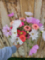 Hand holding a bouquet of pink and white cosmos flowers mixed with pink and peach zinnias against a rustic wood background.