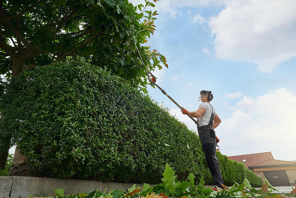 Un arborist qui entrain de faire l'élagage