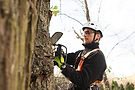 Arboriste travaillant dans un arbre