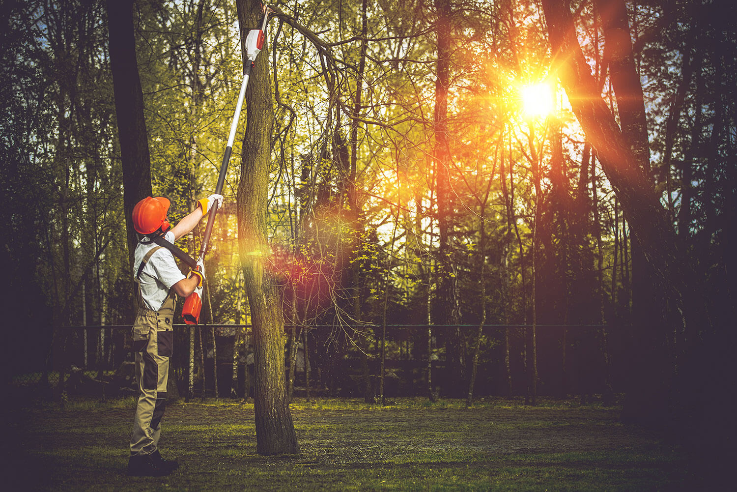 A certified arborist pruning a tree