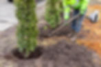 Un arborist qui entrain de une haie