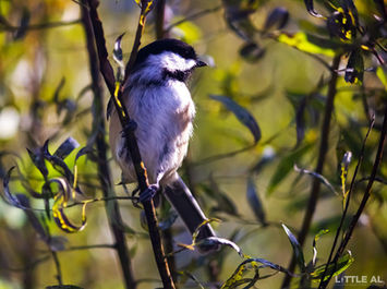 Black Headed Chickadee - Photo Taken by Little-Al