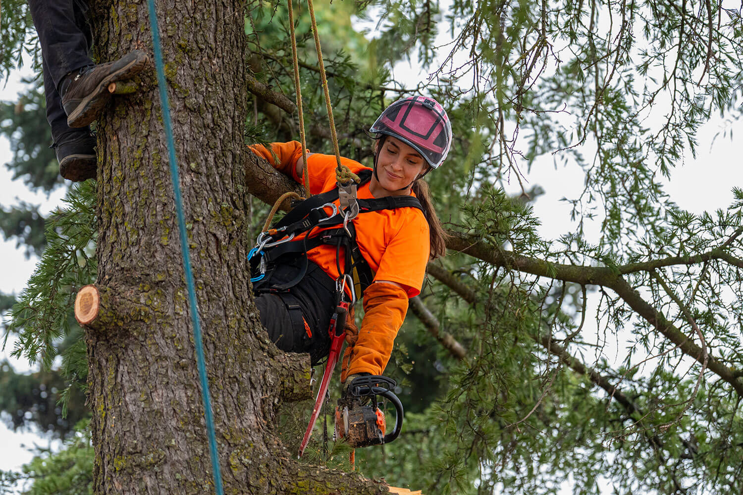 arborist-4.jpg