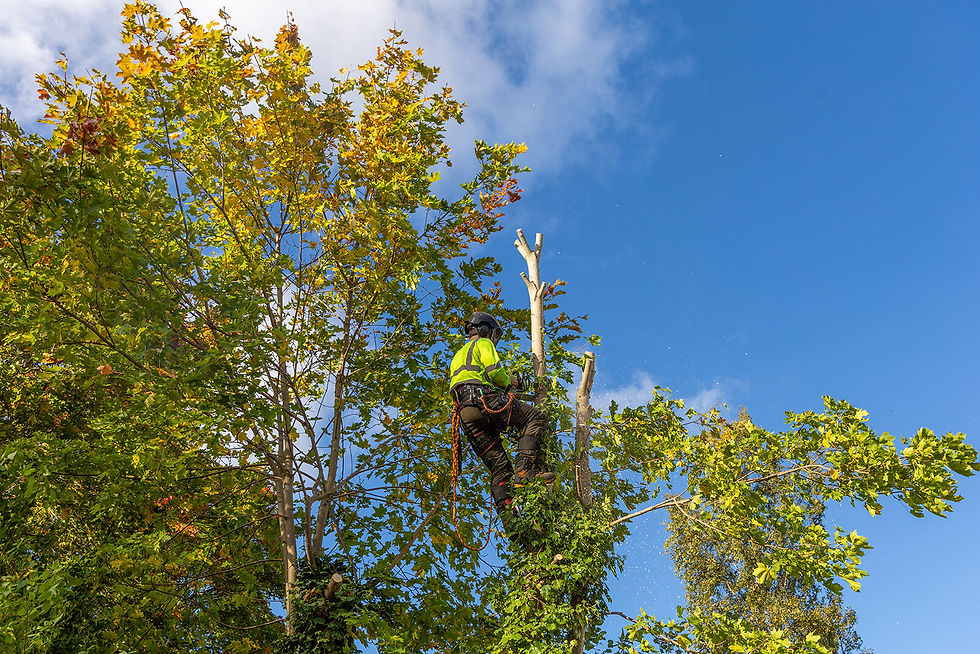 Sasquatch arborist pruning tree branches