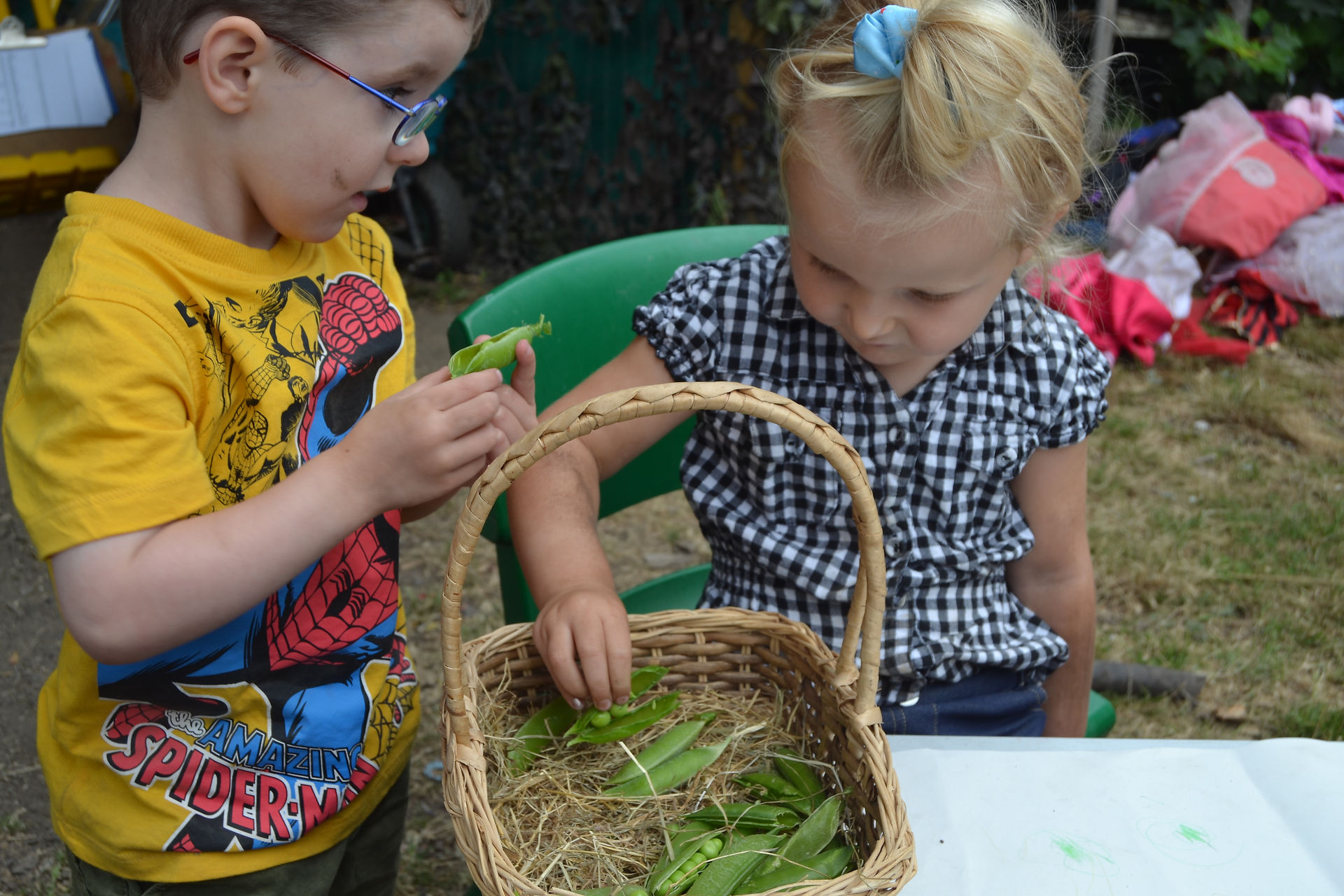 Collecting the peas
