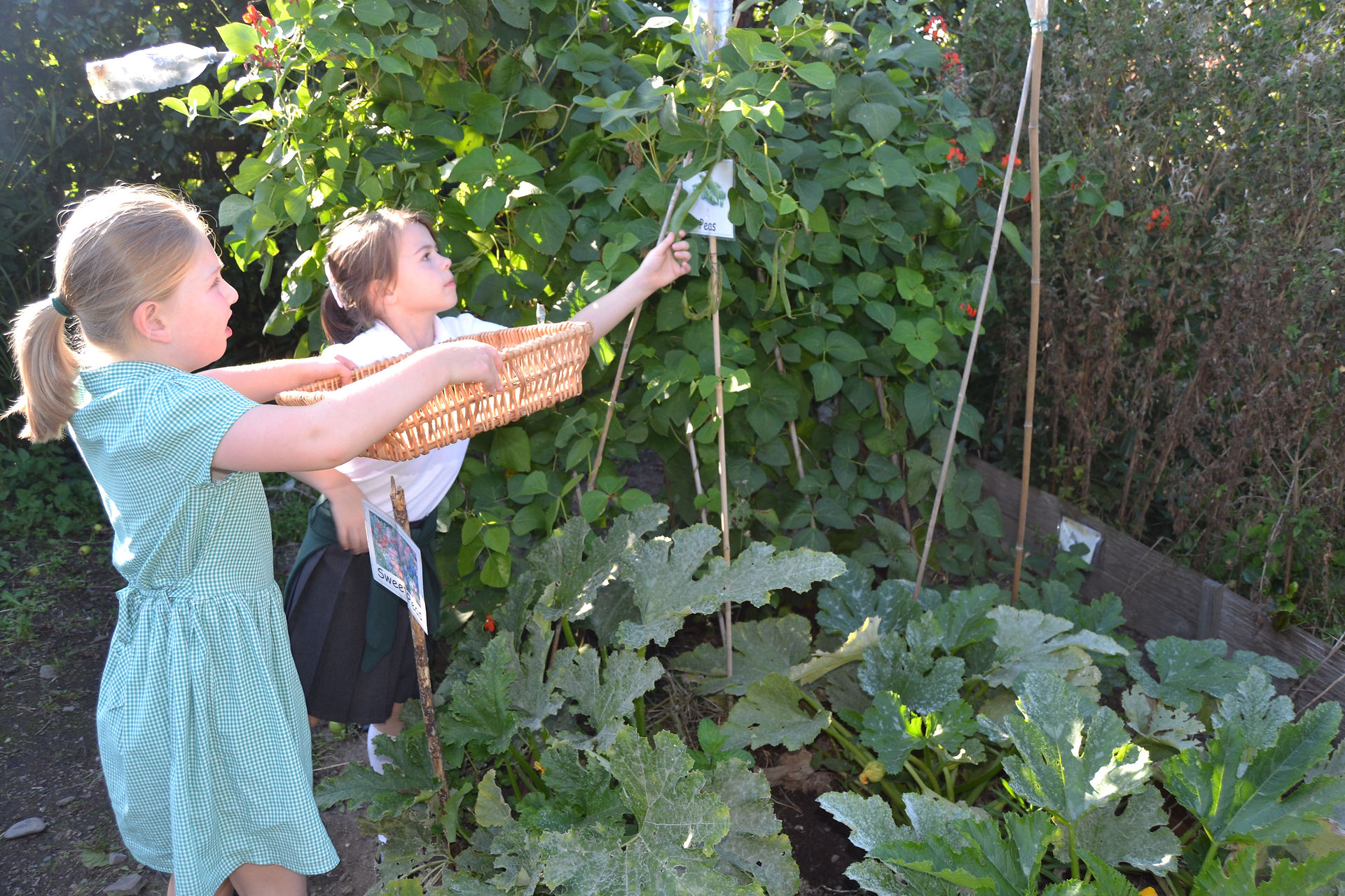 Pull those Runner Beans