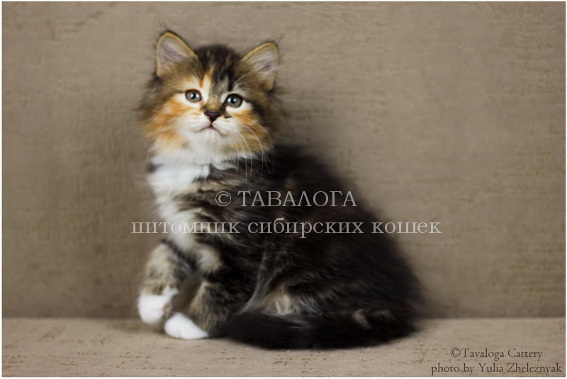 Сибирская Кошка Купить В Спб Питомник