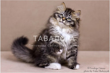 Питомник Сибирских Кошек ТАВАЛОГА 29.jpg
