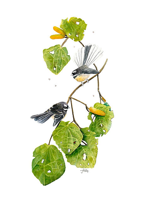 'Piwakawaka'