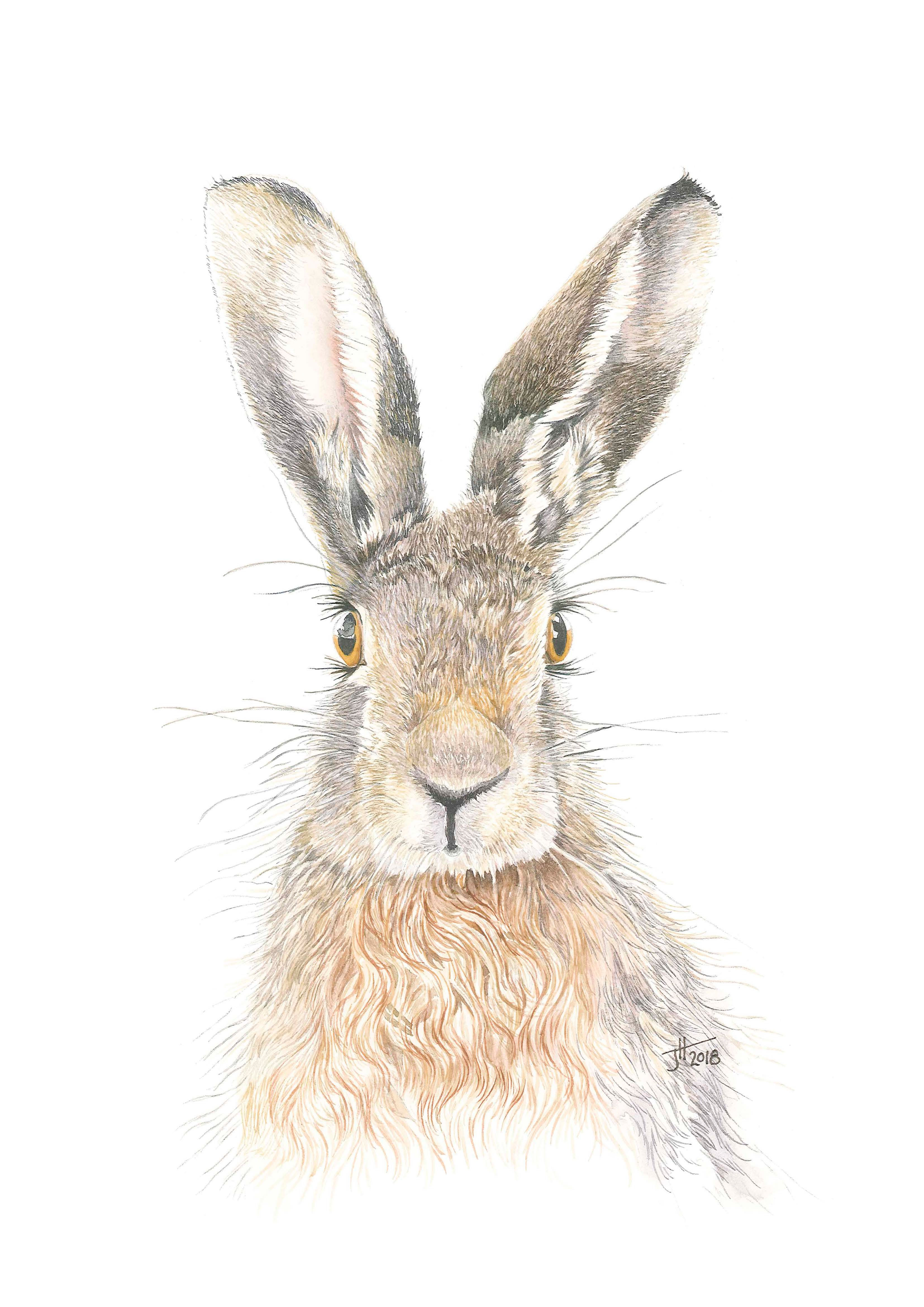 Summers's Hare