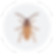 coackroaches.png