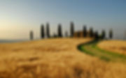Italy-autumn-landscape-wheat-fields-tree