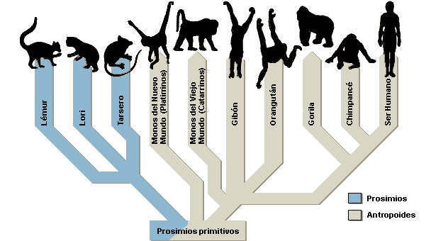 Evolucion_primates_modernos.gif