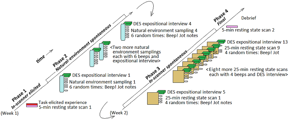 Schematic of the experimental design.