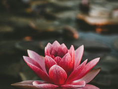 April 13th, 2026 - In Myanmar, Even a Flower Can Spark Fear