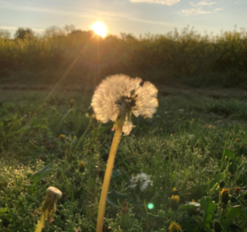 Pusteblume