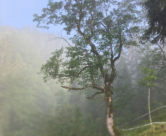 Baum im Nebel - waldbadenbewussterleben