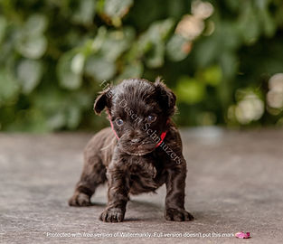 liver toy miniature schnauzer puppy standing for first time