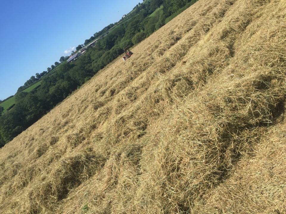 hay