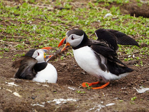 Humility is the Cure