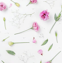 Pink Roses