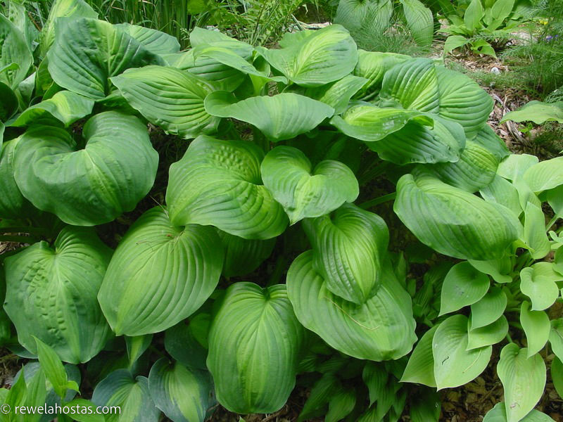 Hosta Avocado