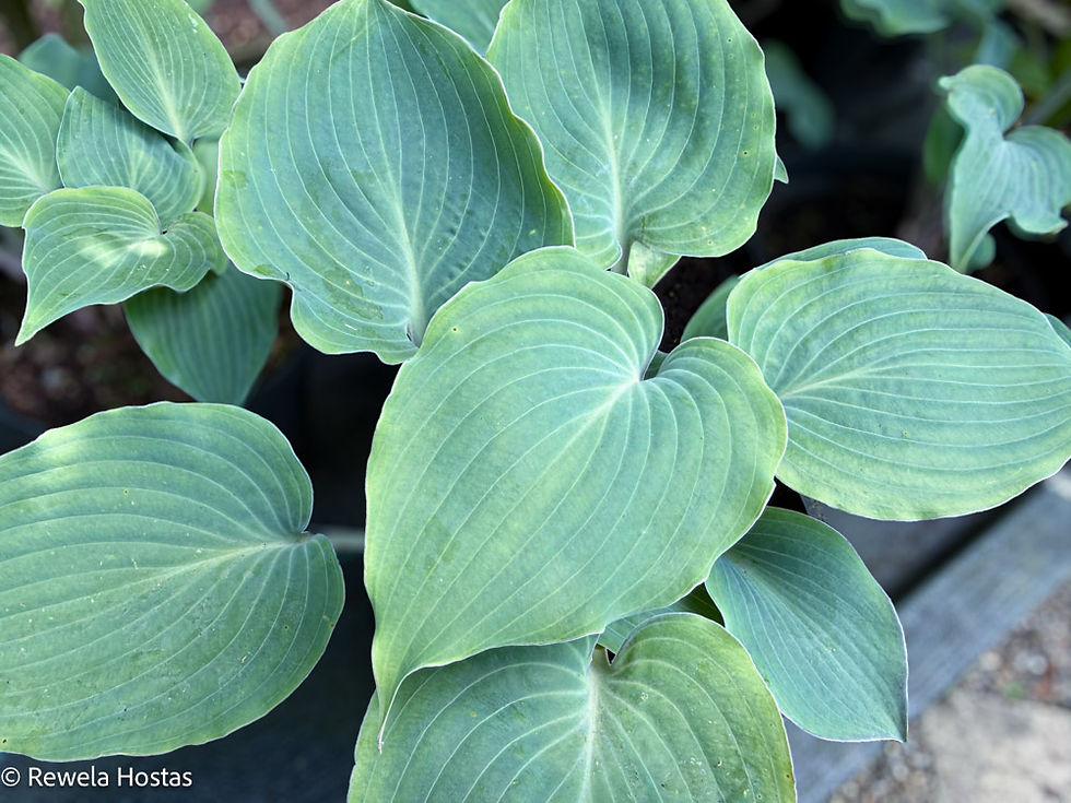 Hosta High Tide