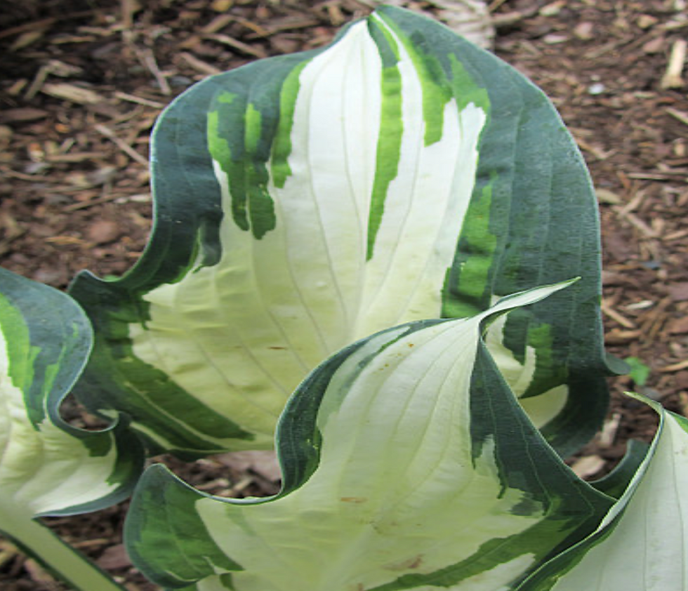 Thumbnail: Hosta Marshmallow Sky
