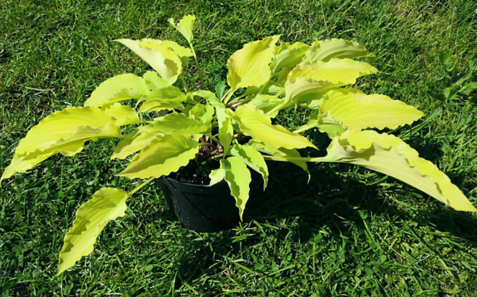 Thumbnail: Hosta Chris' Yellow Ruffles