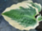 Hosta Payot Night Queen