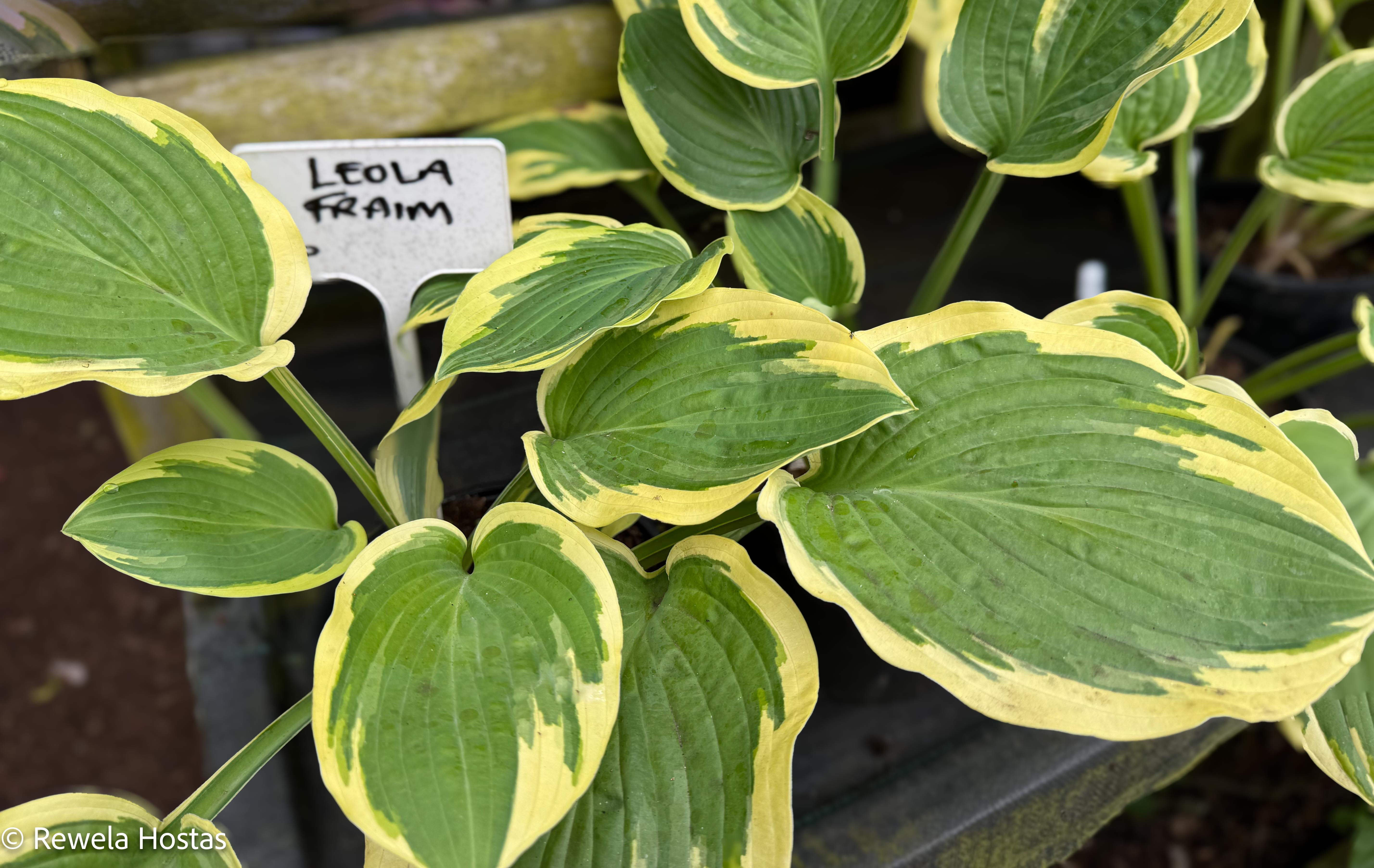 Hosta Leola Fraim