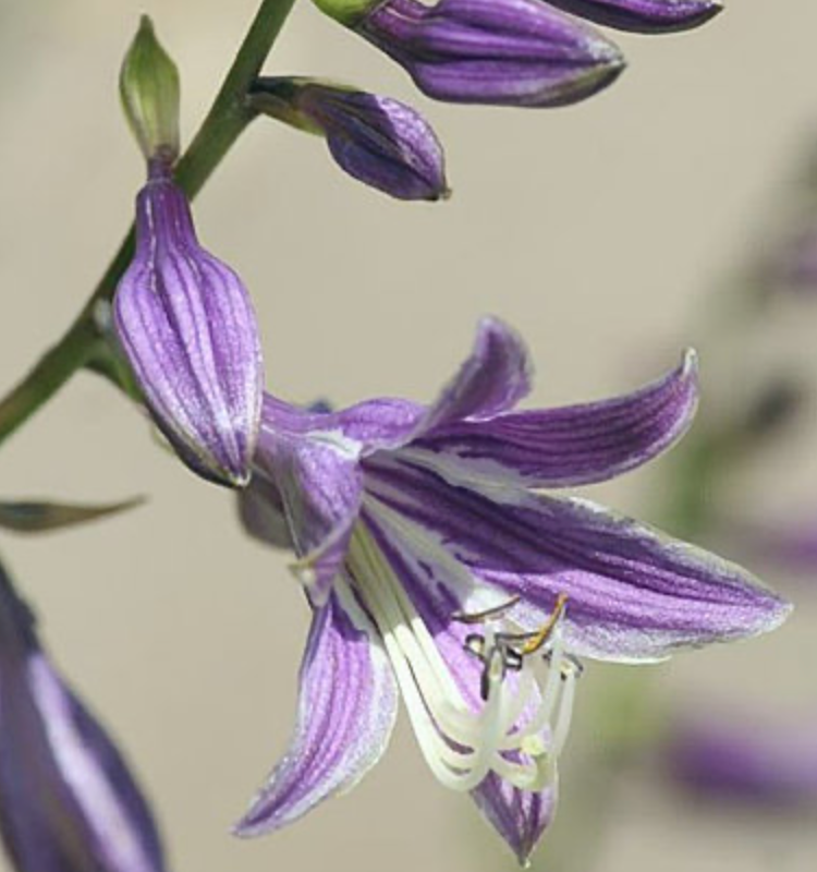 Thumbnail: Hosta Stirfry