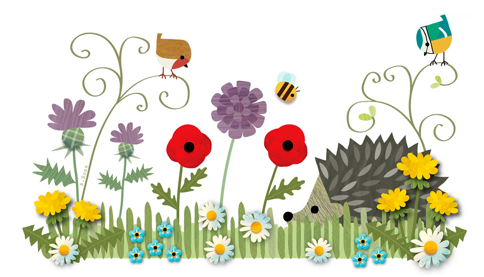 Hedgehog drawing