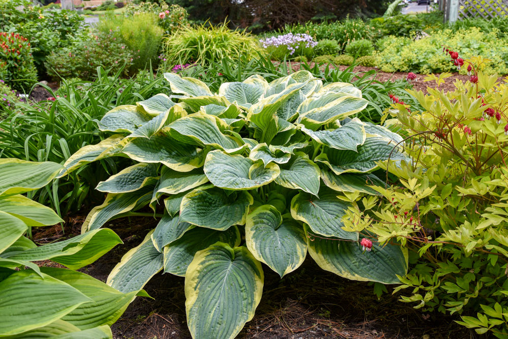 Hosta Gigantosaurus