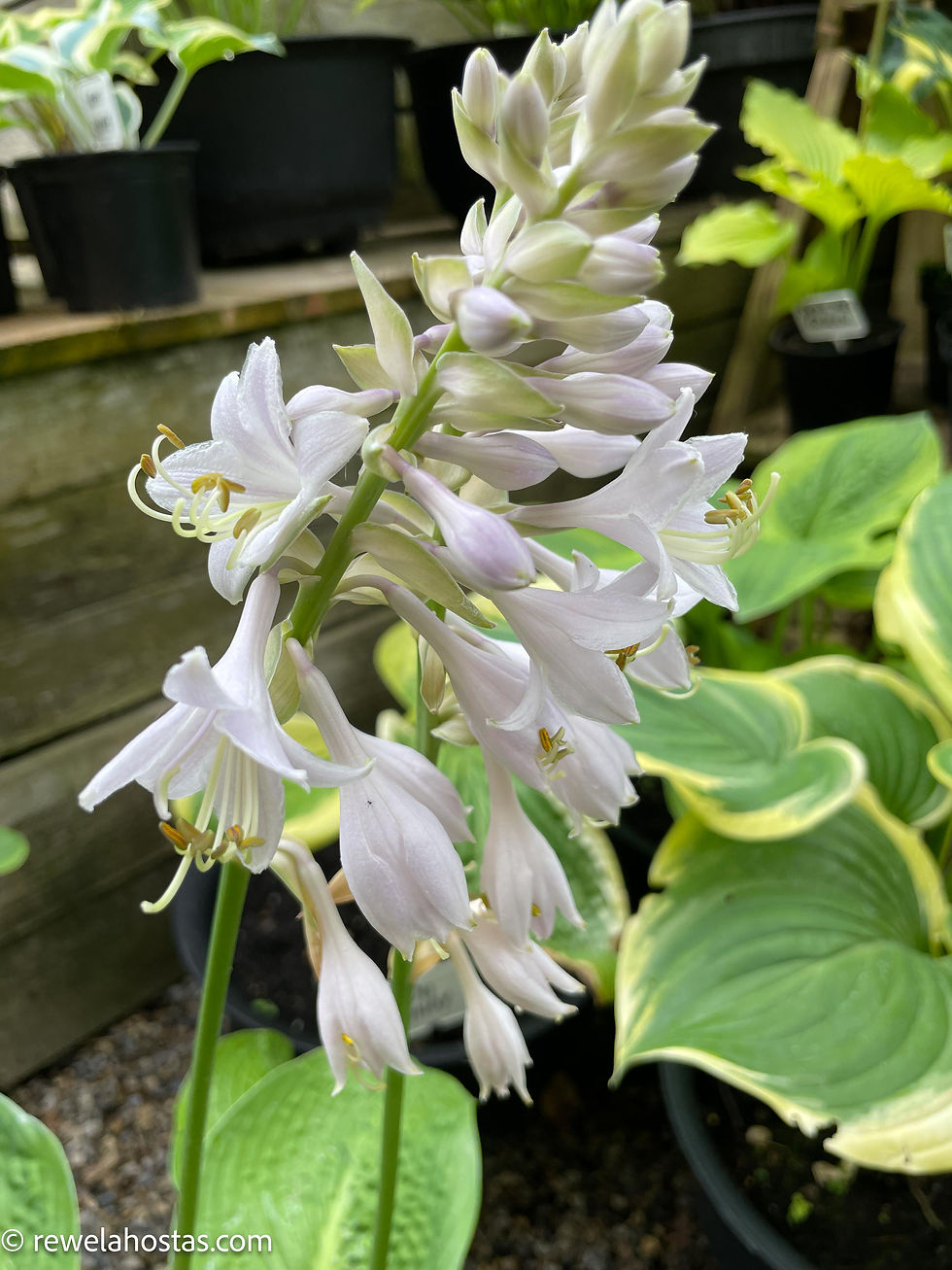 Thumbnail: Hosta Paradigm