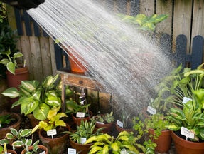 Watering Hostas