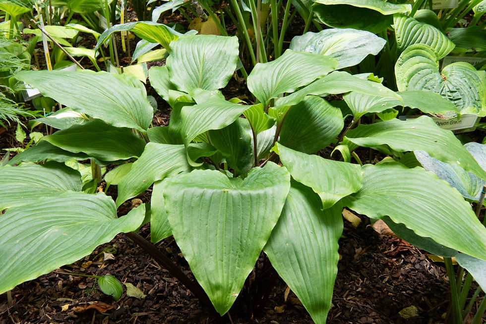 Hosta Red October