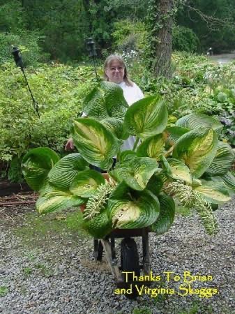 Woman and Giant Hosta