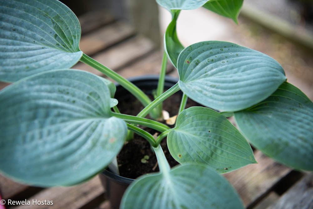 Hosta Camelot